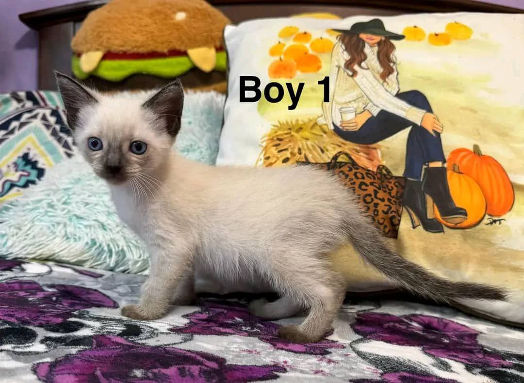 Kitten First Approach