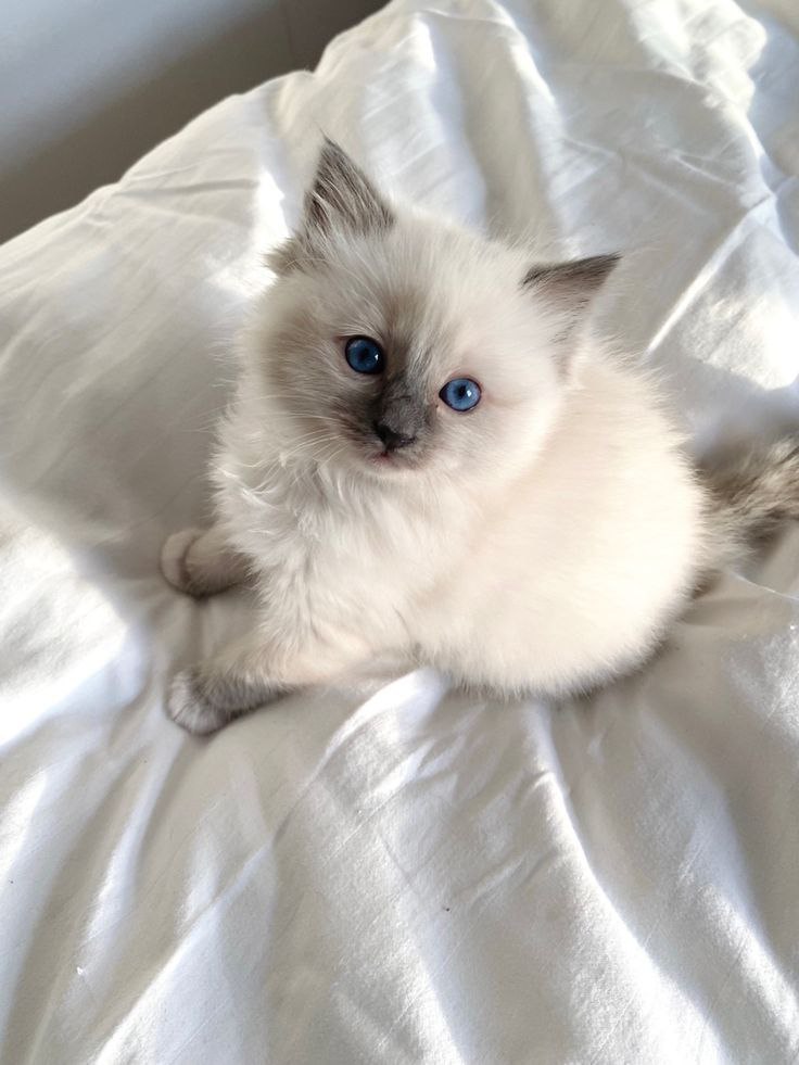 Ragdoll kitten for sale online