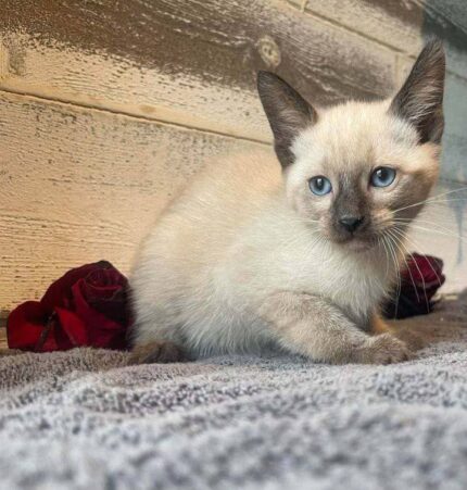 Siamese kitten for sale online