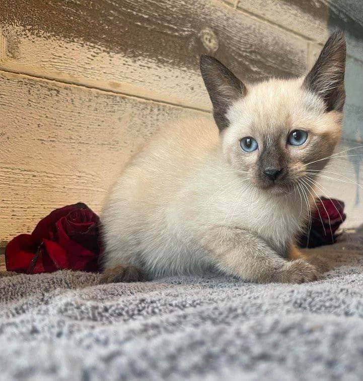 Siamese kitten for sale online