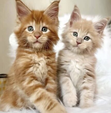 Maine Coon Kitten for Sale Online